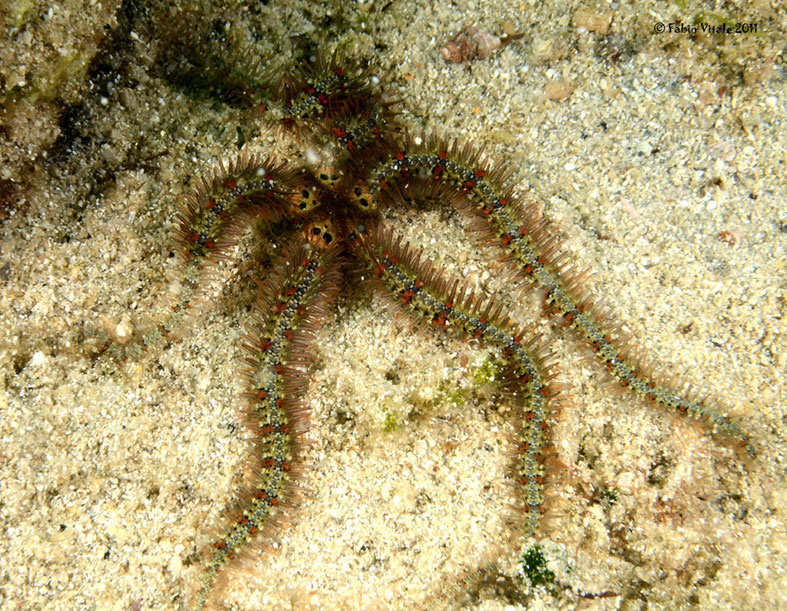 Ophiothrix fragilis (Abildgaard, in O.F. Mller, 1789)